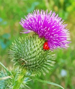 Scottish Thistle paint by number