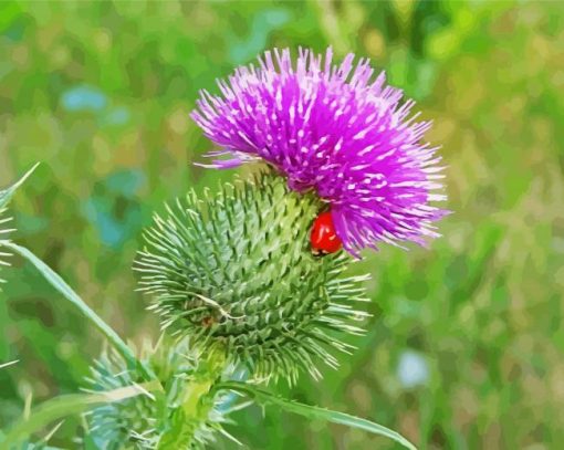 Scottish Thistle paint by number