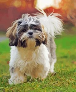 Shih Tzu Dog paint by number