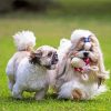 Shih Tzu Dogs paint by number