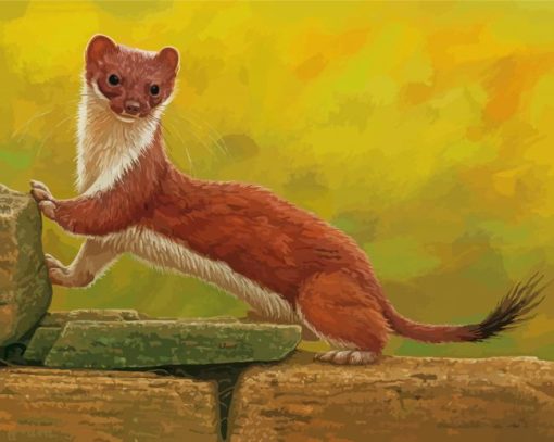 Stoat Weasel paint by number