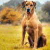 Strong Rhodesian Ridgeback Animal paint by number