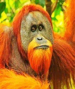 Sumatran Orangutan paint by numbers