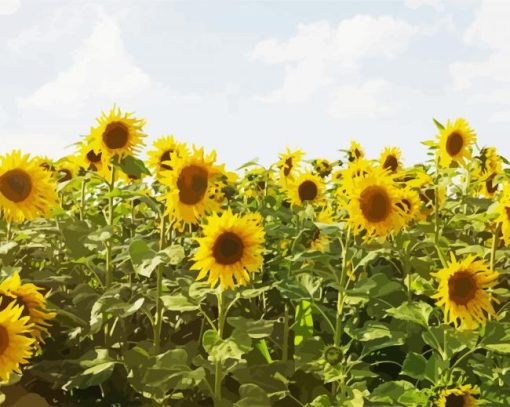 Sunflower Field paint by number
