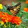 Swallowtail On Marigolds paint by number