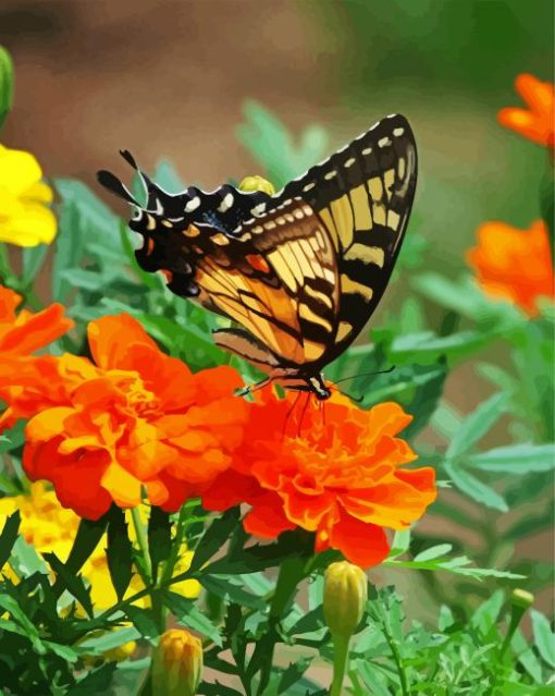 Swallowtail On Marigolds paint by number