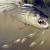 Tigerfish Underwater Art paint by number