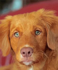 Toller Puppy paint by number