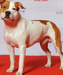 White American Staffordshire Terrier paint by numbers