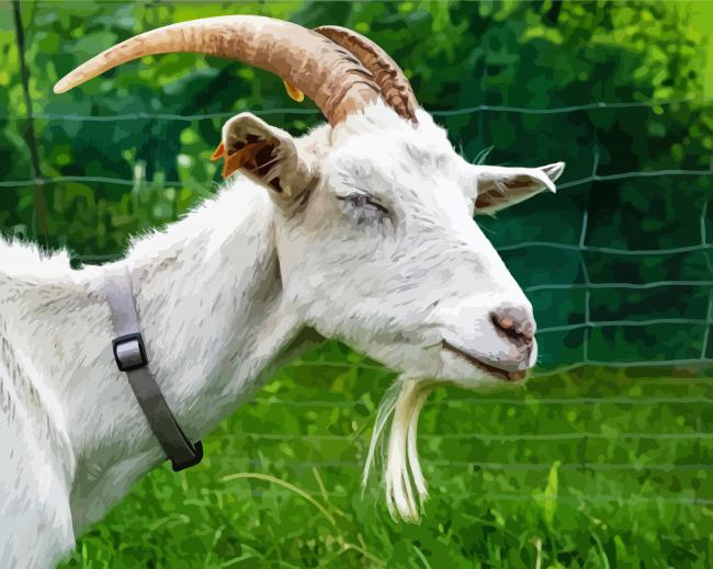 White Capra Goat paint by number