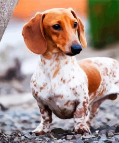 White Doxie Daschsund paint by numbers