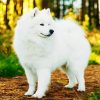 White Samoyed paint by numbers
