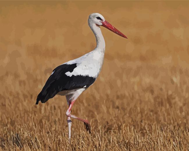 White Stork Bird paint by numbers