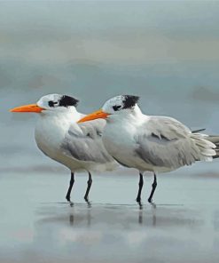 White Terns paint by number