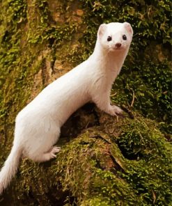 White Weasel paint by number