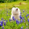 White Dog Watching Butterflly paint by number