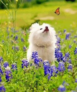 White Dog Watching Butterflly paint by number