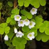 White Oxalis paint by number