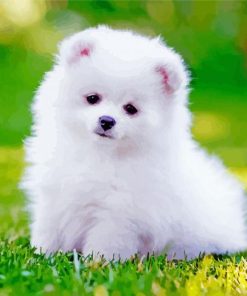 White Pomeranian paint by number