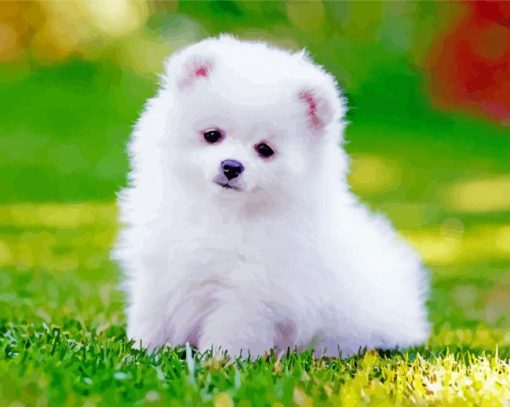 White Pomeranian paint by number