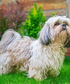 White Shih Tzu paint by number