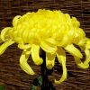 Yellow Chrysanthemum paint by number