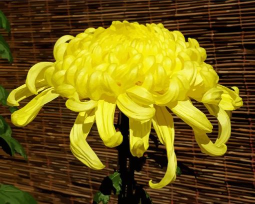 Yellow Chrysanthemum paint by number