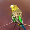 Yellow Head Budgerigar paint by numbers