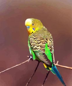 Yellow Head Budgerigar paint by numbers
