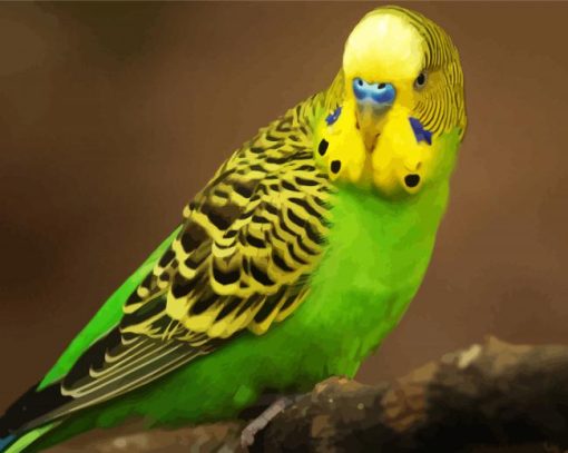 Yellow Head Parakeet Budgerigar paint by numbers