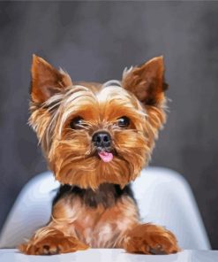 Yorkie Dog paint by number