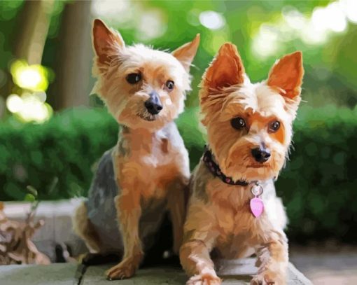 Yorkies Dogs paint by numbers