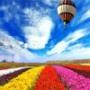 Air Balloon Over Colorful Flowers Field paint by number