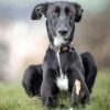 Black Lurcher Dog paint by number