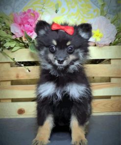 Black Maltipom Puppy paint by number