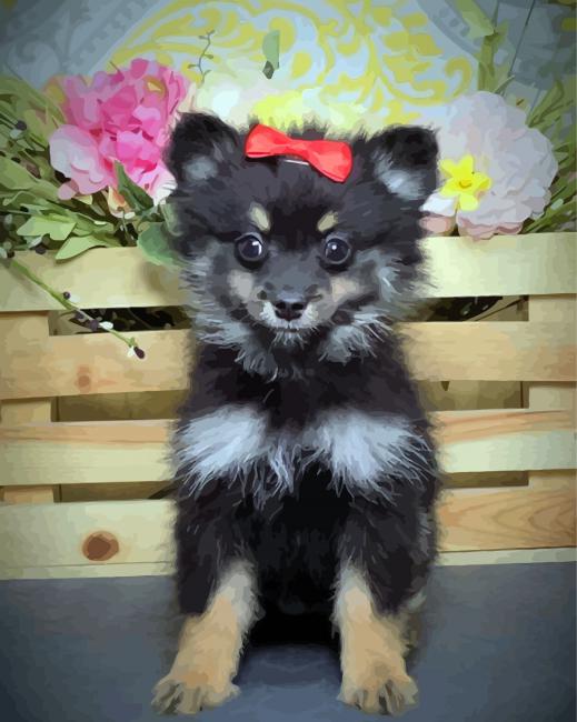 Black Maltipom Puppy paint by number