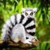 Black And White Tail Lemur paint by numbers