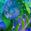 Blue And Green Nautilus Shell paint by number