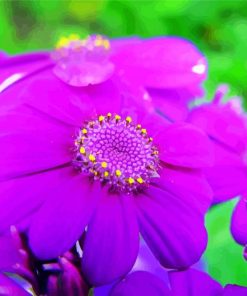 Bright Purple Flowers paint by number