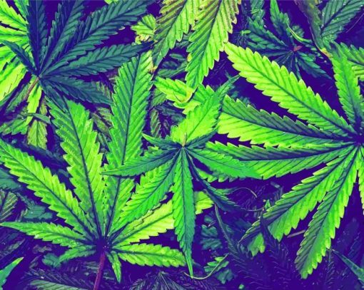 Cannabis Plant Leaves paint by number
