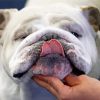 Close Up English Bulldog paint by number