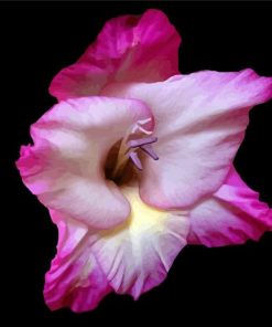 Close Up Pink Gladiola paint by numbers