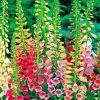 Colorful Foxglove Plants paint by number