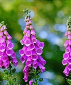 Common Foxglove paint by number