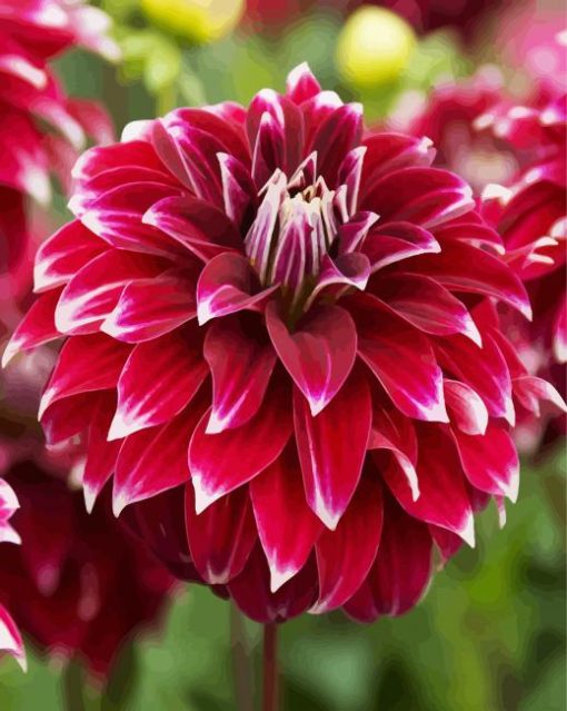 Dahlia Red Rock paint by numbers