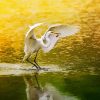 Egret Bird paint by numbers