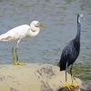Egrets paint by numbers
