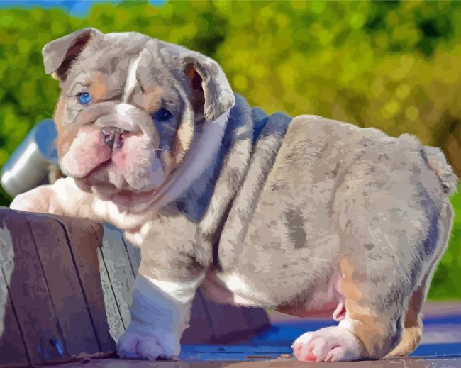 English Bulldog Puppy paint by number