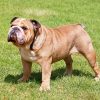 English Bulldog paint by number