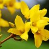 Forsythia Flowering Plant paint by number